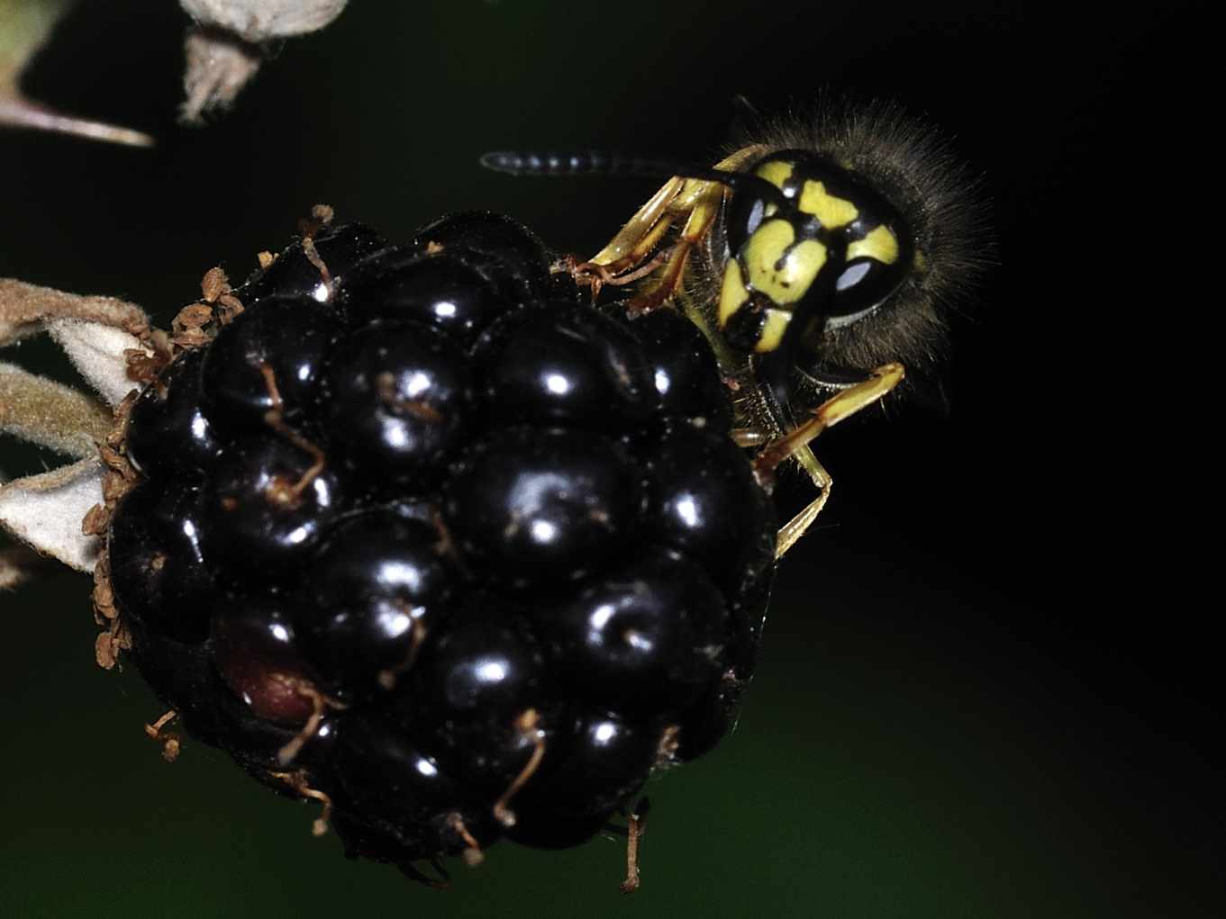 Vespula germanica